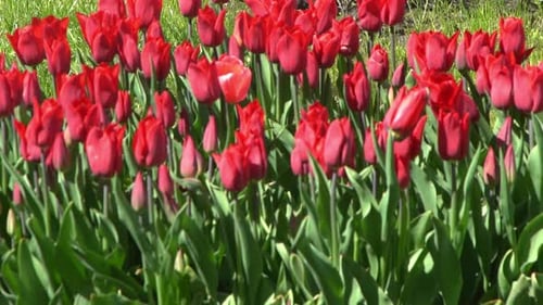 Red Tulips Bloom in Spring Tulip Flower Nature Floral Background Botanical Garden Flowering Buds