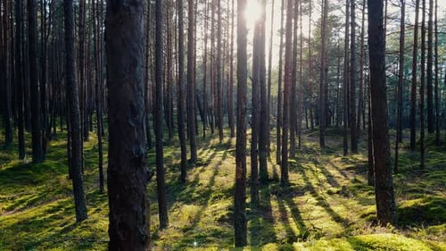 Beautiful Sun Rays in a Pine Tree Forest Close to the Sea in Europe Latvia