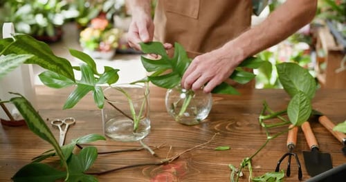 Man Arranging Plants in Glass Vases Indoors