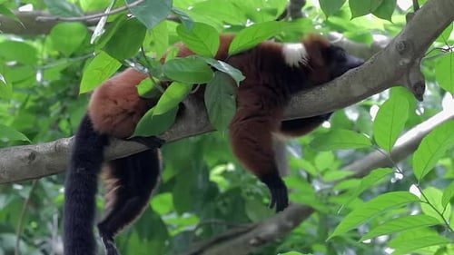 endangered Red ruffed Lemur lying flat on tree branch