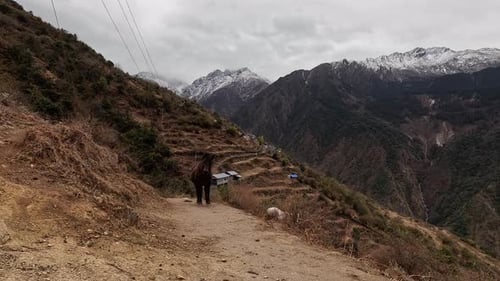 Horse on hiking trek in front of mountiains Lang Tang Trek. Himalayas of Nepal