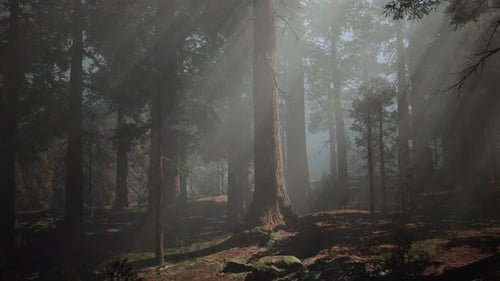 A Dense Forest with Towering Tree