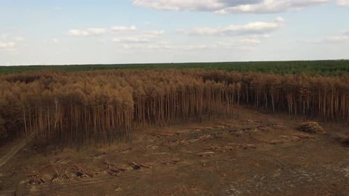 Aerial view of garden and deforested landscape, Berlin, Germany.