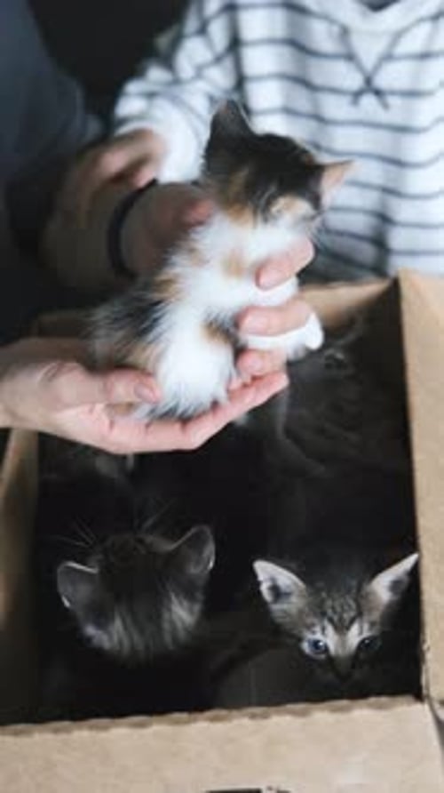 close-up of a boy with his mother stroking kittens in a box, vertical video