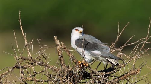 Elegant Gray Bird Preening on Thorny Branch