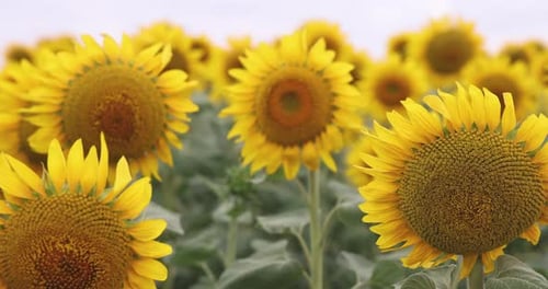 Nahaufnahme von leuchtend gelben Sonnenblumen auf einem Feld.