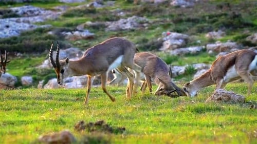 Mountain Gazelles Horn Fight