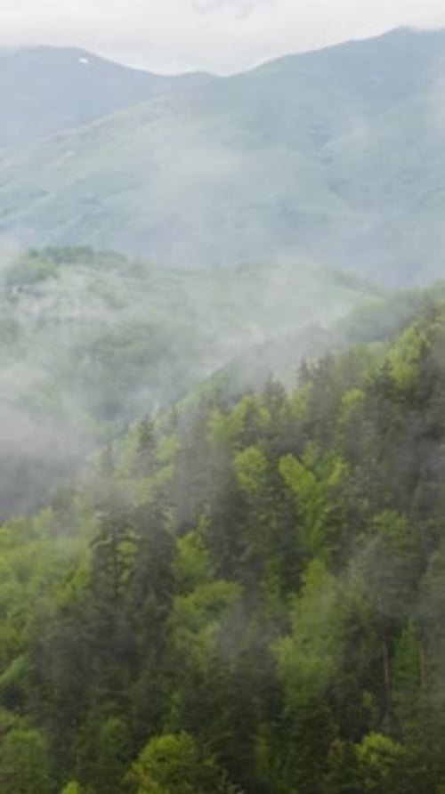 Vertical Drone View of Rolling Green Hills and Pine Forest Beneath Dramatic Cloud Cover