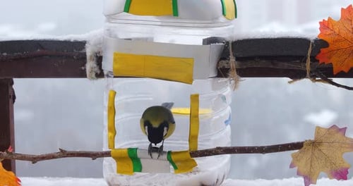 Meisen fressen Kürbis- und Sonnenblumenkerne aus einem handgefertigten Feeder aus einer Plastikflasche