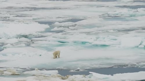 Solitary Polar Bear Traversing Drifting Sea Ice Floes Across a Vast Frozen Seascape Amid Melt Pools