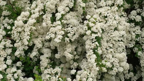 White Spiraea Blossom Wall Blooming Spirea Vanhouttei White Color Flowers Bush Landscaped Ornamental