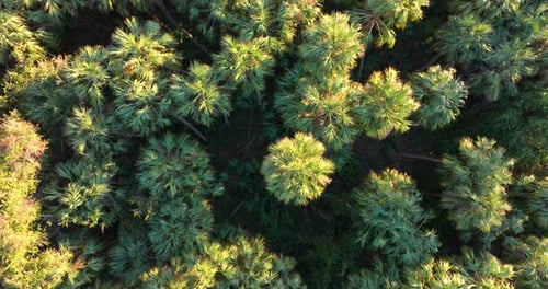 Beautiful Tropical Nature Jungle Rainforest with Green Palm Trees and Wild Vegetation in Southern