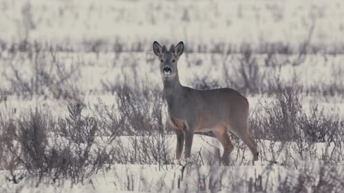 Corça se alimentando em campo coberto de neve na Bielorrússia invernal
