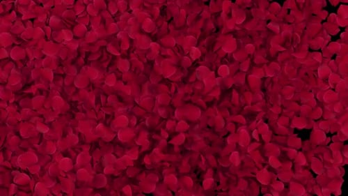 Romantic Red Rose Petals Falling Transition