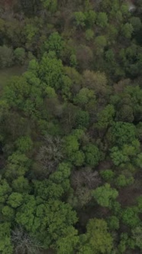 Vertical Video of Forest Top View
