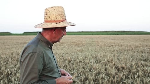 Senior farmer with hat walking in wheat field examining crop.
