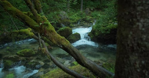 Mystische Waldlandschaft mit Gebirgsbach. Bei Regenwetter fließt klares Wasser zwischen Bäumen. Ri
