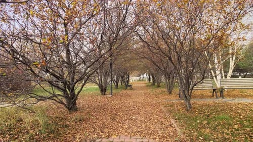 autumn