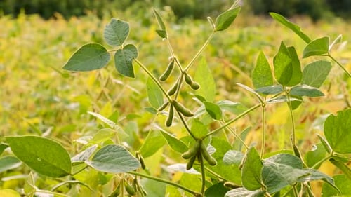 Farmer in Soybean Field Selective Focus