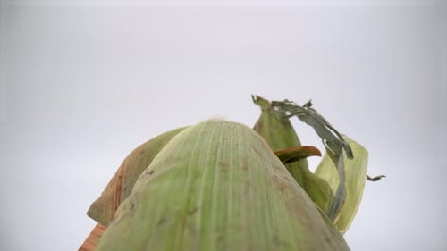 Vibrant Green Ear of Corn Still in Husk