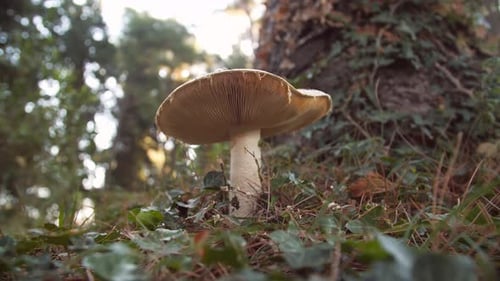 White Mushroom in the Forest Against the Background of Green Vegetation