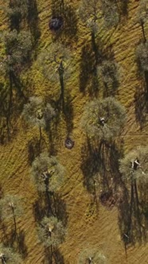 Vertical Video of Olives Tree