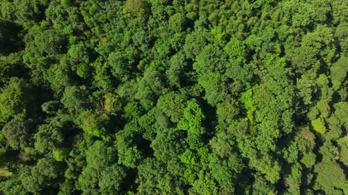 Lush Green Forest Canopy Breathtaking Aerial View of Untouched Wilderness
