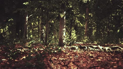 La lumière brille dans la nature