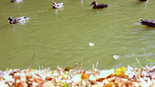 Un troupeau de canards nage sur un lac du parc à l'automne.