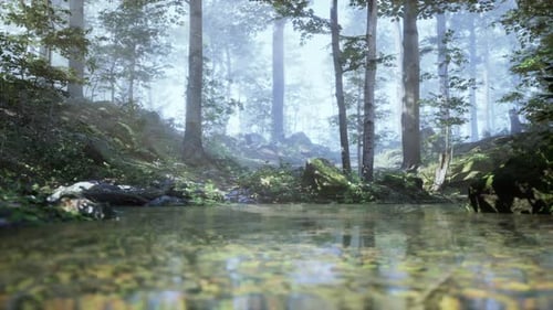 A Stream Running Through a Lush Green Forest