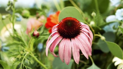 Macro échinacée. Les fleurs d'Echinacea purpurea poussent dans le jardin. Échinacée rose lavande ressemblant à une marguerite