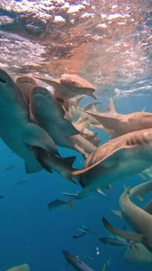 Sharks Swim Closely Together in the Clear Waters of the Maldives Creating an Underwater Scene Filled