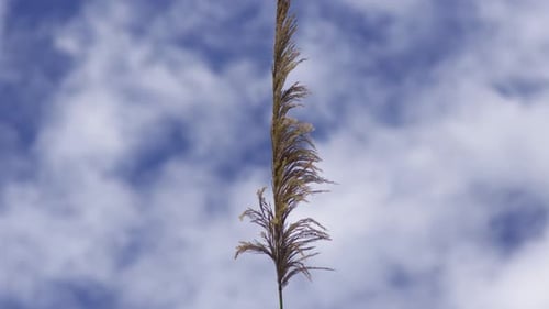 Wild brown pampas grass top in sunny blue sky, slow mo