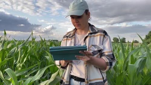 Woman Inspecting Corn Crop With Tablet in Field