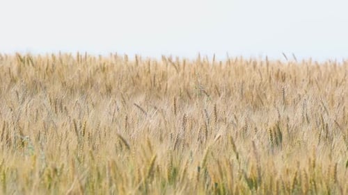 Sunny Wheat Field 10
