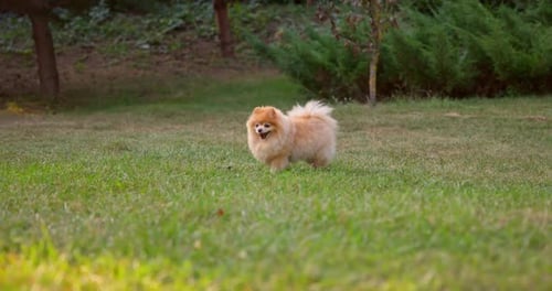 Happy Little Cute Fluffy Pedigree Pomeranian Dog Walking Outdoor at Park on a Grass Lawn