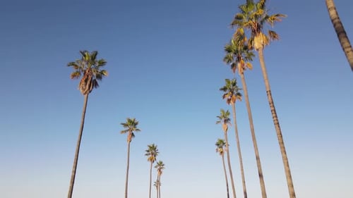 Aerial shot of clouds and sunrise behind a row of palm trees
