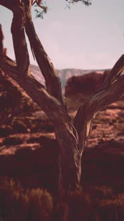 Tree Standing in Field With Background of Nevada Mountains