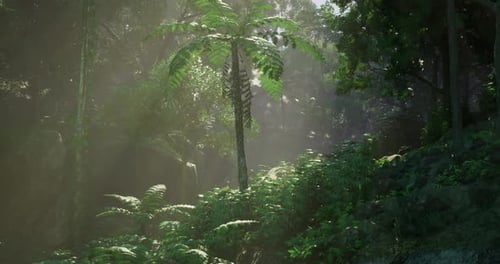 Misty Tropical Forest Sunlight Beams Motion Background