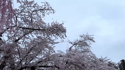 Im Frühling blühen auf Schloss Hirosaki Kirschblüten und zeigen rosafarbene Sakura-Blüten