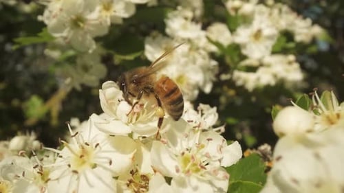 Bee Collecting Pollen on White Spring Flowers