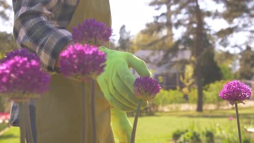 Hombre de mediana edad que cuida las flores de allium en un hermoso jardín de verano