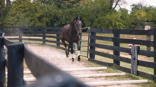 Horse Running Through Training Ring