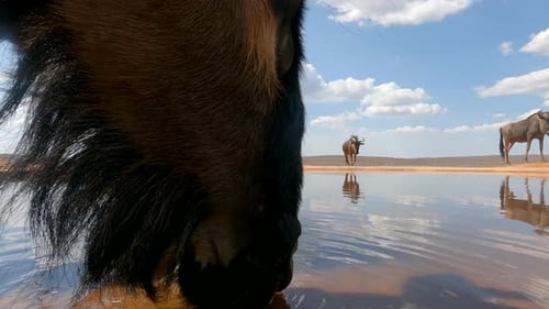 Wildebeest Drinking Water at Watering Hole