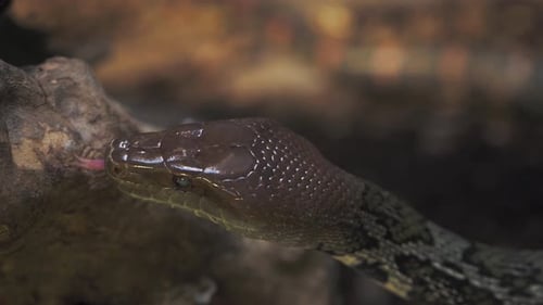 Rhombic Python Resting on Tree Branch