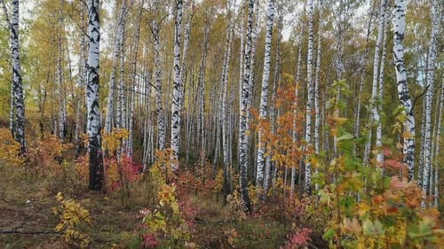Flying between tree trunk in autumn birch grove.