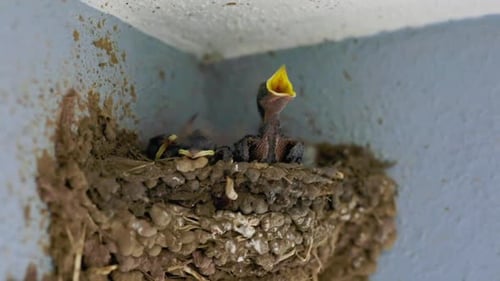 Baby birds in nest waiting for food