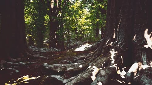 Asian Tropical Rainforest with Moss