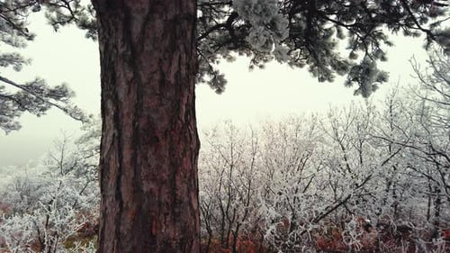 A serene snow-covered forest path, lined with frosted trees and shrouded in soft mist