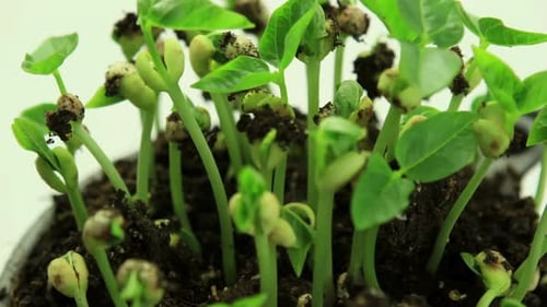 Germinating Plants